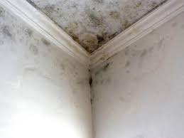 Why You Should Choose Our Mold Remediation Services in Estancia, NM