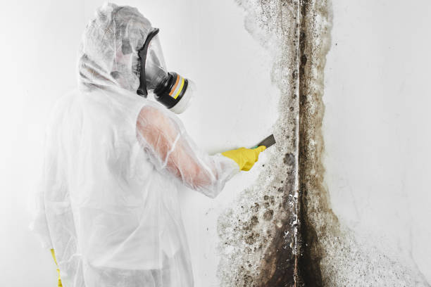 Forensic Mold Investigation in Estancia, NM