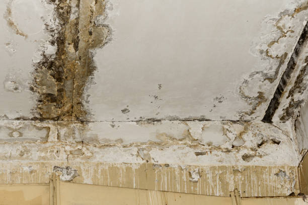 Asbestos and Lead Testing During Mold Inspection in Estancia, NM